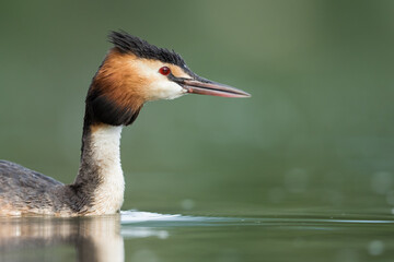 Great Crested Grebe - Haubentaucher - Podiceps cristatus ssp. cristatus, Germany (Baden-Württemberg), adult