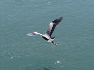 Fototapeta na wymiar (Ardea cinerea) Grey heron with an ashy-grey head and neck, a small dark grey crest, long brown legs flying above the Rhine