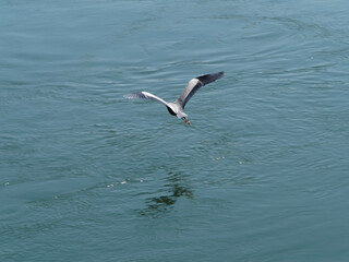 Grey heron, ardea cinerea, long-legged predatory wading bird in flight above the Rhine in Germany