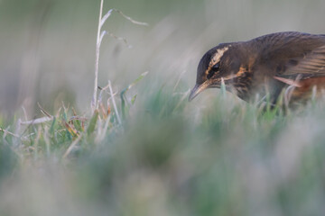 Redwing - Rotdrossel - Turdus iliacus ssp. coburnii, Germany (Heligoland), adult
