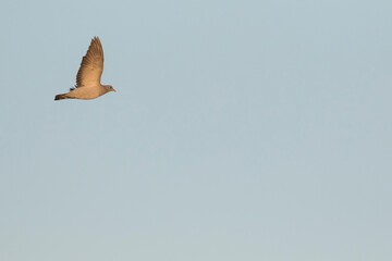 Stock Dove - Hohltaube - Columba oenas ssp. oenas, Germany (Niedersachsen), 1st cy