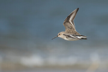 Dunlin - Alpenstrandläufer - Calidris alpina, Germany (Hamburg), adult, moulting into non-breeding plumage