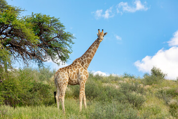 Naklejka na ściany i meble cute Giraffe in Kalahari, green desert after rain season. Kgalagadi Transfrontier Park, South Africa wildlife safari