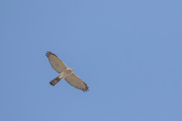 Shikra - Schikra - Accipiter badius ssp. cenchroides, Tajikistan, adult, male