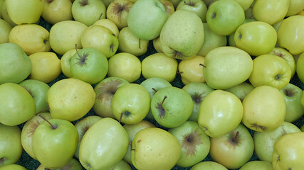 Many ripe juicy green natural apples as background