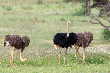 non-flying bird Ostrich, (Struthio camelus) in Kalahari, green desert after rain season. Kgalagadi Transfrontier Park, South Africa wildlife safari