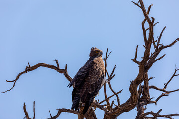 Majestic bird of prey, martial eagle (Polemaetus bellicosus)perched on dead tree, Namibia Africa safari wildlife