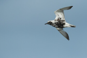 Grey Plover - Kiebitzregenpfeifer - Pluvialis squatarola ssp. squatarola, Germany (Hamburg), adult, moulting to nonbreeding plumage