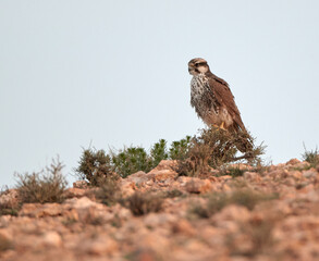 Lanner Falcon, Falco biarmicus