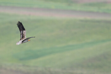 Egyptian Vulture - Schmutzgeier - Neophron percnopterus ssp. percnopterus, Tajikistan, adult