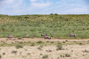resting common Gemsbok, Oryx gazella in Kalahari, green desert with tall grass after rain season. Kgalagadi Transfrontier Park, South Africa wildlife safari