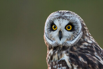 Short-eared Owl - Sumpfohreule - Asio flammeus ssp. flammeus, Spain (Andalucia)