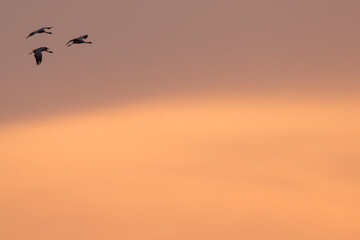 Demoiselle Crane - Jungfernkranich - Anthropoides virgo, Russia (Baikal), adult