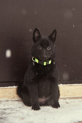 A black puppy sits on the porch by the black door on a winter day.