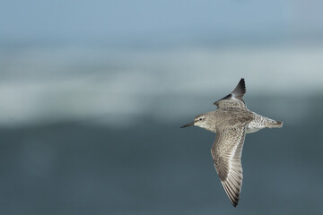 Red Knot - Knutt - Calidris canutus, Germany (Hamburg), 1st cy