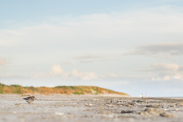 Purple Sandpiper - Meerstrandläufer - Calidris maritima, Germany (Niedersachsen), 1st winter