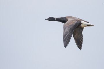 Dark-bellied Brent Goose - Dunkelbäuchige Ringelgans - Branta bernicla ssp. bernicla, Germany (Niedersachsen), adult