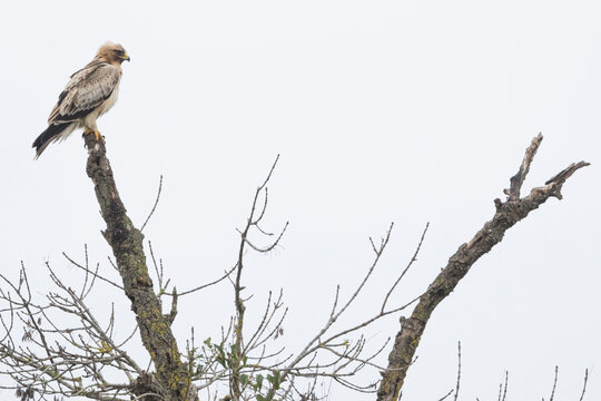 Booted Eagle - Zwergadler - Hieraaetus pennatus, Spain (Andalucia), adult, pale morph