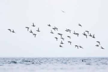 Greater Scaup - Bergente - Aythya marila ssp. marila, Germany (Mecklenburg-Vorpommern), winter flock