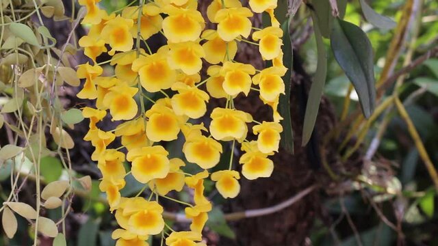 Colorful yellow orchid flowers or dendrobium lindleyi steud