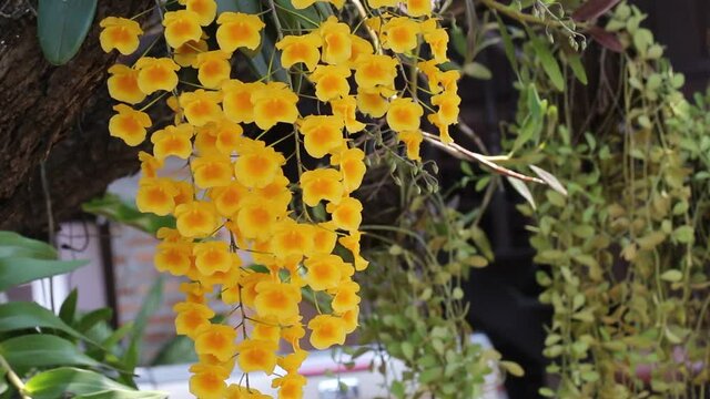 Colorful yellow orchid flowers or dendrobium lindleyi steud
