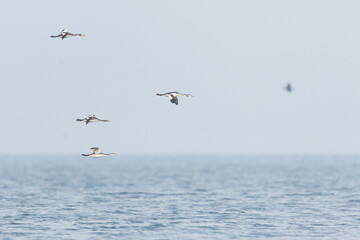 Great Crested Grebe - Haubentaucher - Podiceps cristatus ssp. cristatus, Germany (Mecklenburg-Vorpommern), winter plumage, migrating