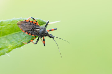 Macro image of an insect in Germany