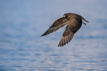Arctic Jaeger - Schmarotzerraubmöwe - Stercorarius parasiticus, Germany (Baden-Württemberg), 1st cy