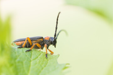 Macro image of an insect in Germany