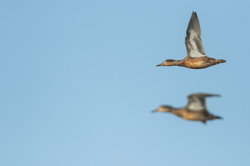 Eurasian Teal - Krickente - Anas crecca, Romania