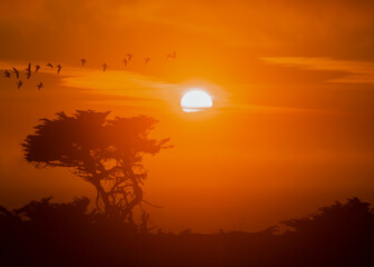 Sunset at the coast with a silhouette of Cypress tree and pelicans