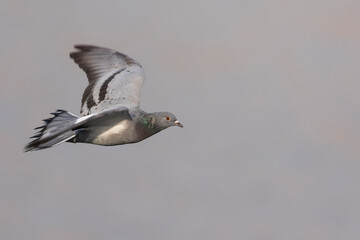 Feral Pigeon - Straßentaube -  Columba livia domestica, Germany (Baden-Württemberg), adult