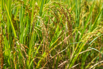 Closed-up rice spike seed in paddy field