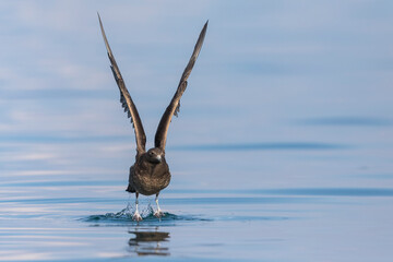 Arctic Jaeger - Schmarotzerraubmöwe - Stercorarius parasiticus, Germany (Baden-Württemberg), 1st cy