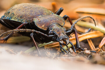 Macro image of an insect in Germany