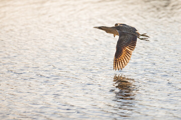 Eurasian Bittern - Rohrdommel - Botaurus stellaris ssp. stellaris, Switzerland