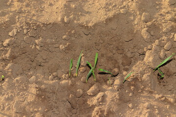 Grass grown from wheat seeds sown in fields