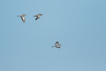 Stock Dove - Hohltaube - Columba oenas ssp. oenas, Romania, adult