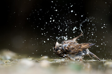 House Sparrow - Haussperling - Passer domesticus ssp. domesticus, Germany (Baden-Württemberg), adult, female