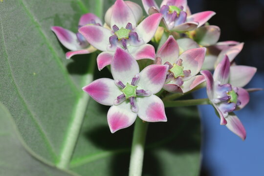 Beautiful flowers in full bloom of madar