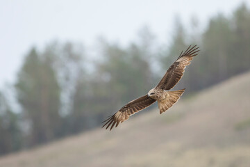 (Eastern) Black Kite - Schwarzmilan - Milvus migrans ssp. lineatus, Russia (Baikal), 2nd cy.