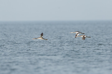 Great Crested Grebe - Haubentaucher - Podiceps cristatus ssp. cristatus, Germany (Mecklenburg-Vorpommern), winter plumage, migrating