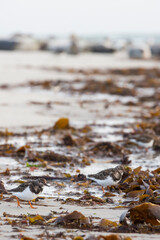 Ruddy Turnstone - Steinwälzer - Arenaria interpres ssp. interpres, Germany (Schleswig-Holstein)