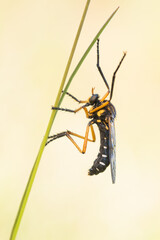 Macro image of an insect in Germany