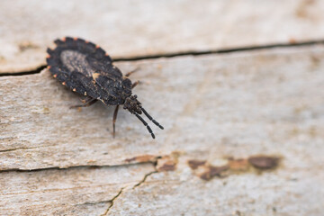 Macro image of an insect in Germany