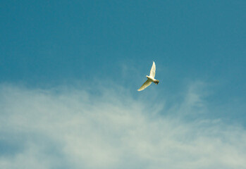 A dove flying in the blue sky