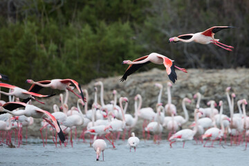 Greater Flamingo, Phoenicopterus roseus