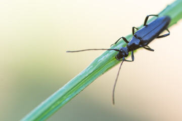 Macro image of an insect in Germany