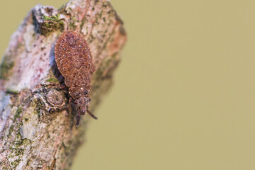 Macro image of an insect in Germany