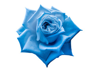 gorgeous bright blue rose close up on white background
